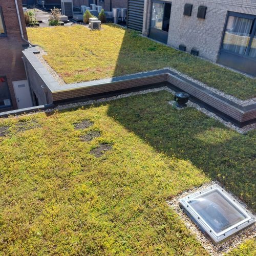 Foto Sedum t' Voorhuys 2